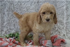 Dustin - puppy for sale