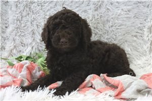 Draco - Poodle, Standard for sale