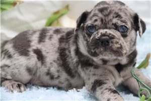 Dax - Pug for sale