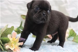 Shelton - Pug for sale