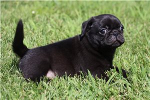 Shelton - Pug for sale