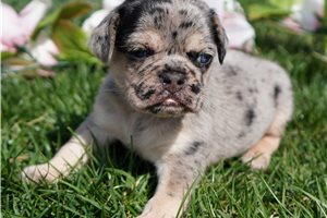 Kinsley - puppy for sale
