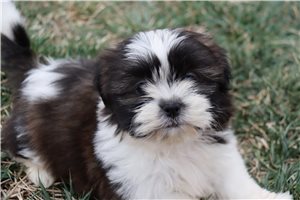 Aida - puppy for sale