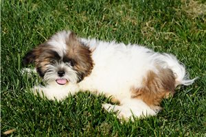 Akiro - puppy for sale