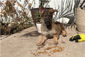 Ada - German Shepherd for sale