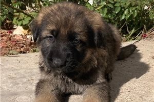 Aldo - puppy for sale