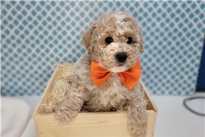 Asher - Goldendoodle, Mini for sale