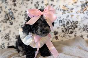 Heaven - Shih-Poo - Shihpoo for sale