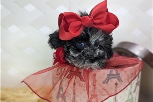 Cocia - puppy for sale