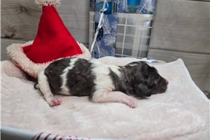 Zuri - puppy for sale