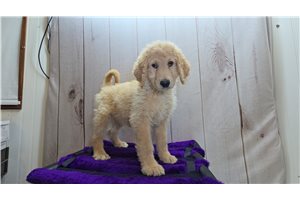 Titus - Goldendoodle for sale