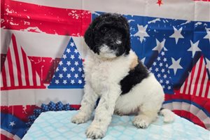 Tumble - Goldendoodle for sale