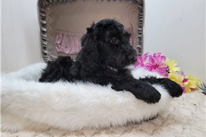 Crater - Goldendoodle for sale