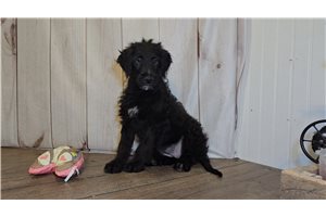 Rachel - puppy for sale