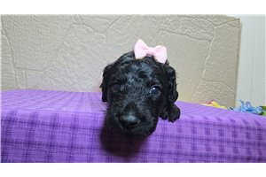 Twilight - Goldendoodle for sale