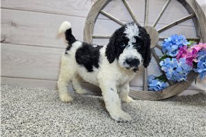 Tucker - puppy for sale