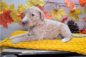 Teddy - puppy for sale