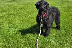 Rachel - Goldendoodle for sale