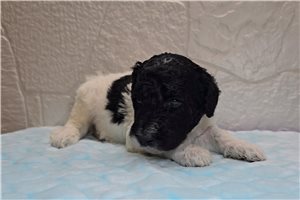 Tumble - Goldendoodle for sale