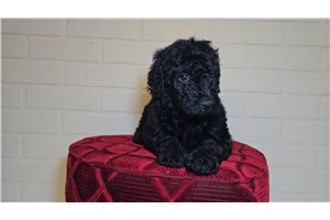 Twilight - Goldendoodle for sale