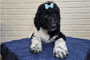 Zelda - Goldendoodle for sale