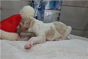 Zander - puppy for sale