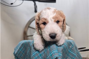 Zinnia - puppy for sale