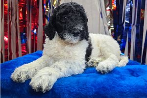 Tumble - puppy for sale