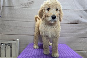 Tori - Goldendoodle for sale