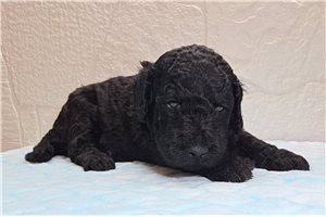 Tyler - Goldendoodle for sale