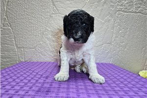 Tumble - Goldendoodle for sale