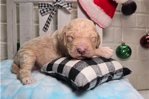 Zeke - Goldendoodle for sale