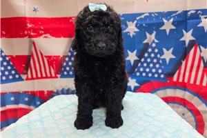 Twilight - Goldendoodle for sale