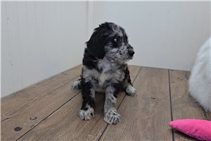 Hannah - puppy for sale