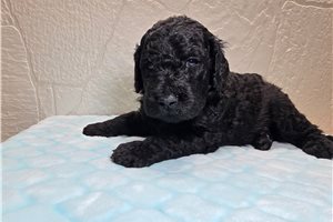 Tyler - Goldendoodle for sale