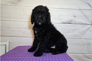 Tatum - Goldendoodle for sale