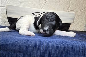 Tumble - Goldendoodle for sale