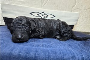 Tyler - puppy for sale