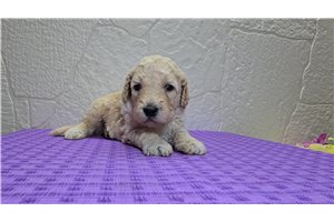 Thomas - Goldendoodle for sale