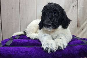 Tumble - Goldendoodle for sale