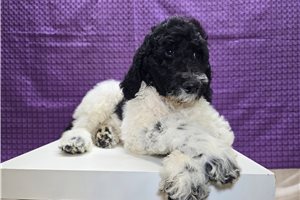 Tumble - Goldendoodle for sale