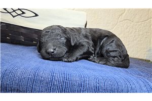 Twilight - Goldendoodle for sale