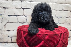 Tatiana - Goldendoodle for sale