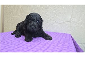 Tyler - Goldendoodle for sale