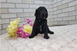 Kinsley - puppy for sale