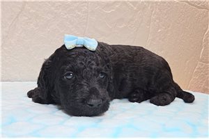 Twilight - Goldendoodle for sale