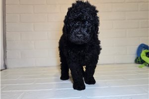 Tyler - Goldendoodle for sale