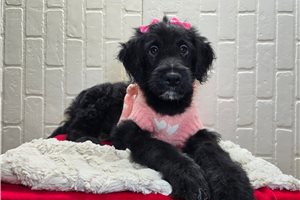 Rachel - puppy for sale