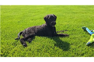 Rachel - Goldendoodle for sale