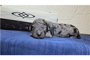 Trudy - puppy for sale